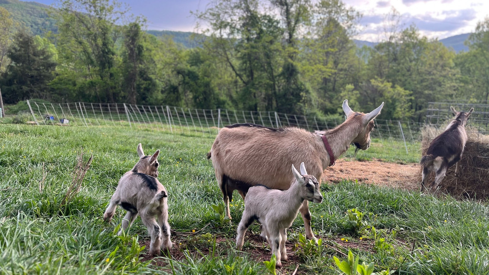 This Election, Spare Us the Hillbilly Elegy. Queer Appalachians Are Fending for Ourselves